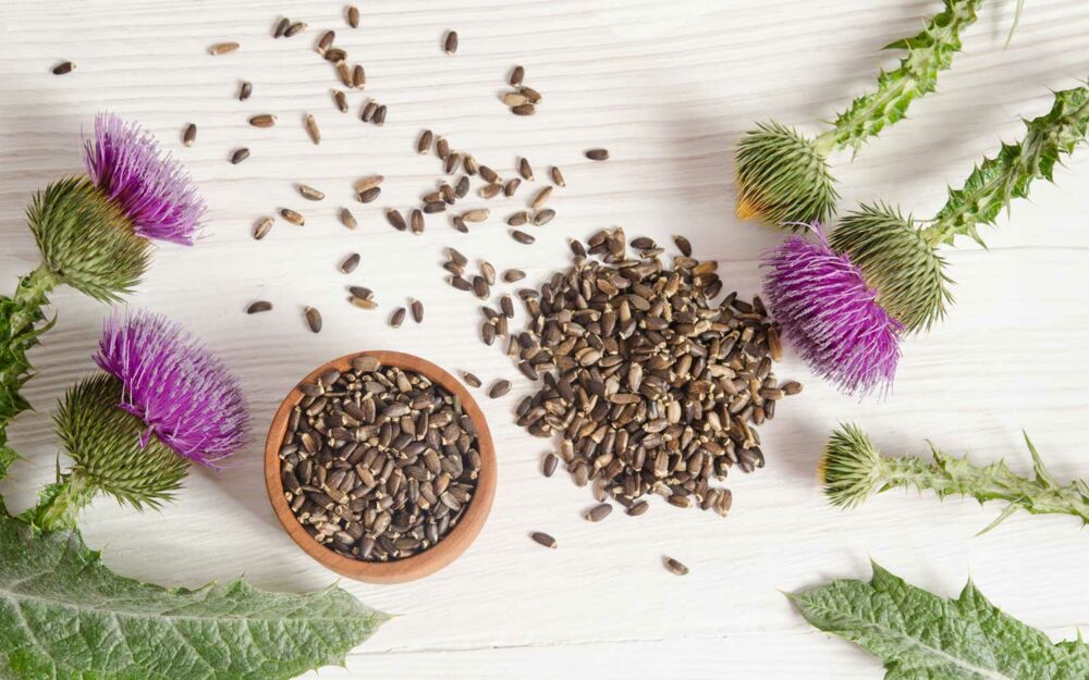 Mariendistel, Leberschutz aus der Natur