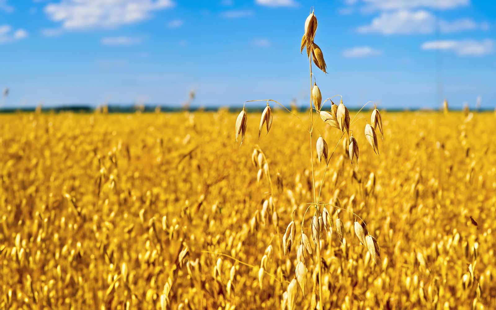 Haferflocken zählen zu den Lebensmitteln mit einzigartiger gesundheitlicher Bedeutung. Die Inhaltsstoffe des Hafers können den Blutzuckerspiegel ausgleichen, einer Fettleber sowie Übergewicht und erhöhten Cholesterinwerten entgegenwirken und sie halten de